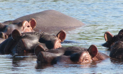 hippos